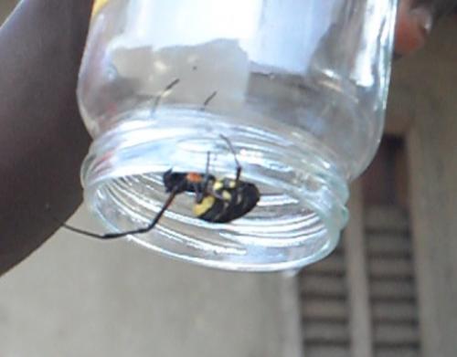 Réf. 191 723 : Nephilingis cruentata